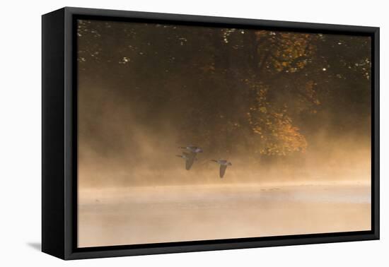 Canada Geese, Branta Canadensis, Fly over Pen Ponds in Richmond Park in Autumn-Alex Saberi-Framed Stretched Canvas