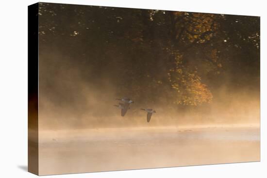 Canada Geese, Branta Canadensis, Fly over Pen Ponds in Richmond Park in Autumn-Alex Saberi-Stretched Canvas