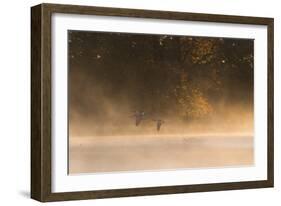 Canada Geese, Branta Canadensis, Fly over Pen Ponds in Richmond Park in Autumn-Alex Saberi-Framed Photographic Print