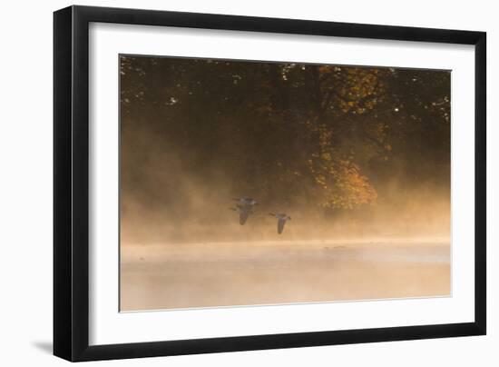Canada Geese, Branta Canadensis, Fly over Pen Ponds in Richmond Park in Autumn-Alex Saberi-Framed Photographic Print