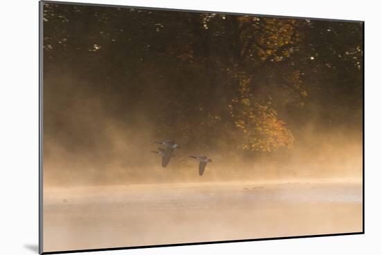 Canada Geese, Branta Canadensis, Fly over Pen Ponds in Richmond Park in Autumn-Alex Saberi-Mounted Photographic Print