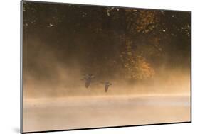 Canada Geese, Branta Canadensis, Fly over Pen Ponds in Richmond Park in Autumn-Alex Saberi-Mounted Photographic Print