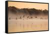 Canada Geese, Branta Canadensis, Fly over Pen Ponds in Richmond Park in Autumn-Alex Saberi-Framed Stretched Canvas