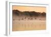 Canada Geese, Branta Canadensis, Fly over Pen Ponds in Richmond Park in Autumn-Alex Saberi-Framed Photographic Print