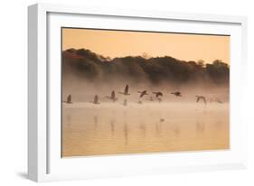 Canada Geese, Branta Canadensis, Fly over Pen Ponds in Richmond Park in Autumn-Alex Saberi-Framed Photographic Print