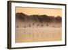 Canada Geese, Branta Canadensis, Fly over Pen Ponds in Richmond Park in Autumn-Alex Saberi-Framed Photographic Print