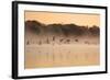 Canada Geese, Branta Canadensis, Fly over Pen Ponds in Richmond Park in Autumn-Alex Saberi-Framed Photographic Print