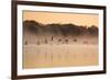 Canada Geese, Branta Canadensis, Fly over Pen Ponds in Richmond Park in Autumn-Alex Saberi-Framed Photographic Print