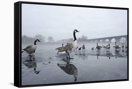 Canada Geese (Branta Canadensis) Standing on Frozen Lake-Terry Whittaker-Framed Stretched Canvas