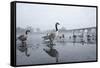 Canada Geese (Branta Canadensis) Standing on Frozen Lake-Terry Whittaker-Framed Stretched Canvas