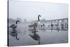 Canada Geese (Branta Canadensis) Standing on Frozen Lake-Terry Whittaker-Stretched Canvas