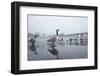 Canada Geese (Branta Canadensis) Standing on Frozen Lake-Terry Whittaker-Framed Photographic Print