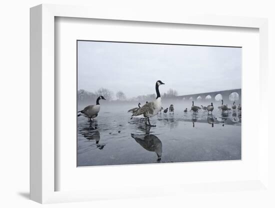 Canada Geese (Branta Canadensis) Standing on Frozen Lake-Terry Whittaker-Framed Photographic Print