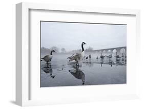 Canada Geese (Branta Canadensis) Standing on Frozen Lake-Terry Whittaker-Framed Photographic Print