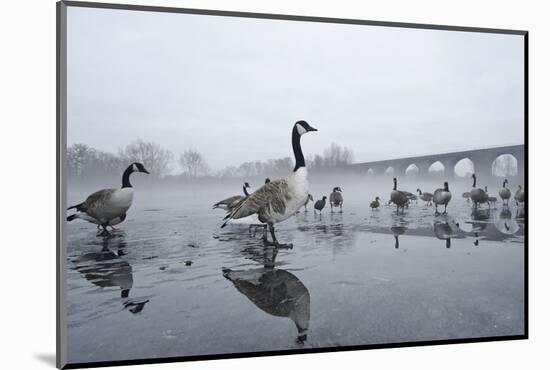 Canada Geese (Branta Canadensis) Standing on Frozen Lake-Terry Whittaker-Mounted Photographic Print