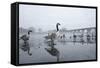 Canada Geese (Branta Canadensis) Standing on Frozen Lake-Terry Whittaker-Framed Stretched Canvas