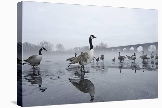 Canada Geese (Branta Canadensis) Standing on Frozen Lake-Terry Whittaker-Stretched Canvas