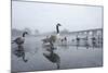 Canada Geese (Branta Canadensis) Standing on Frozen Lake-Terry Whittaker-Mounted Photographic Print