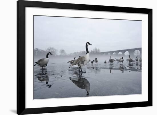 Canada Geese (Branta Canadensis) Standing on Frozen Lake-Terry Whittaker-Framed Photographic Print