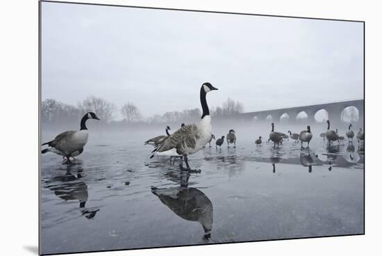 Canada Geese (Branta Canadensis) Standing on Frozen Lake-Terry Whittaker-Mounted Photographic Print