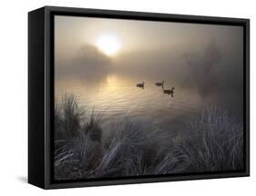 Canada Geese, Branta Canadensis, Taking a Morning Swim on a Pond-Alex Saberi-Framed Stretched Canvas