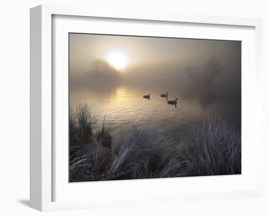 Canada Geese, Branta Canadensis, Taking a Morning Swim on a Pond-Alex Saberi-Framed Photographic Print