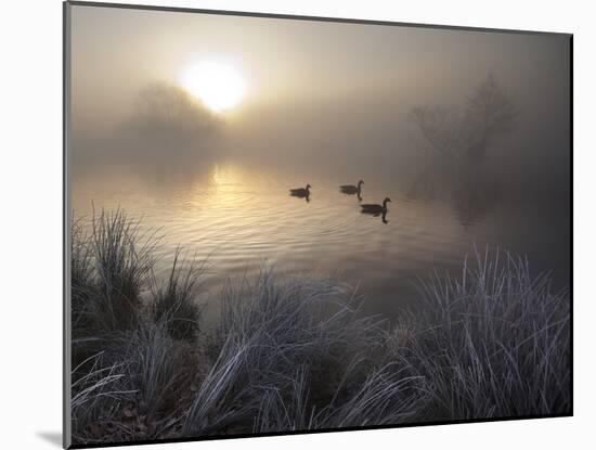 Canada Geese, Branta Canadensis, Taking a Morning Swim on a Pond-Alex Saberi-Mounted Photographic Print