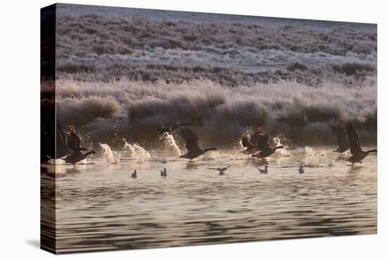 Canada Geese, Branta Canadensis, Taking Flight in Richmond Park at Sunrise-Alex Saberi-Stretched Canvas