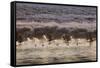 Canada Geese, Branta Canadensis, Taking Flight in Richmond Park at Sunrise-Alex Saberi-Framed Stretched Canvas