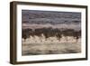 Canada Geese, Branta Canadensis, Taking Flight in Richmond Park at Sunrise-Alex Saberi-Framed Photographic Print