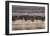 Canada Geese, Branta Canadensis, Taking Flight in Richmond Park at Sunrise-Alex Saberi-Framed Photographic Print