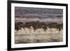 Canada Geese, Branta Canadensis, Taking Flight in Richmond Park at Sunrise-Alex Saberi-Framed Photographic Print