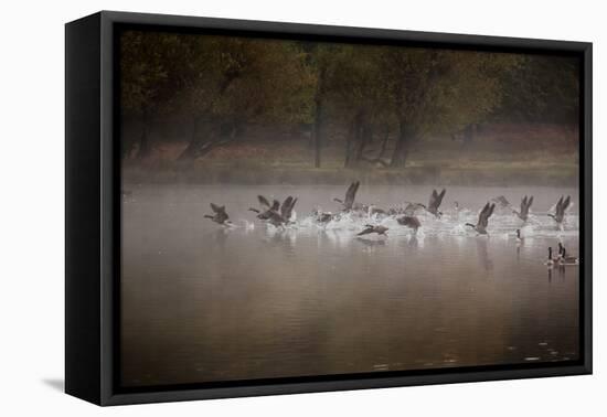 Canada Geese, Branta Canadensis, Taking Off in Unison from Pen Ponds in Richmond Park in Autumn-Alex Saberi-Framed Stretched Canvas