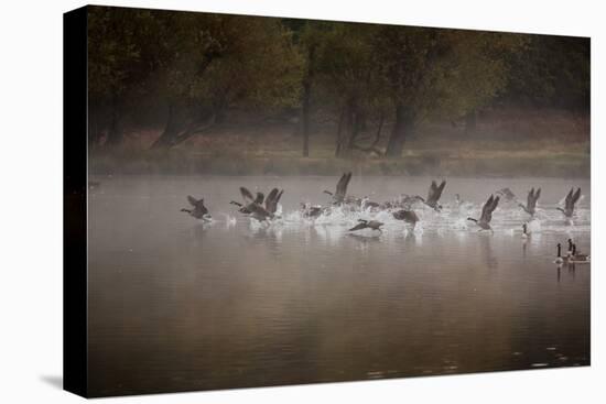 Canada Geese, Branta Canadensis, Taking Off in Unison from Pen Ponds in Richmond Park in Autumn-Alex Saberi-Stretched Canvas