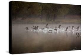 Canada Geese, Branta Canadensis, Taking Off in Unison from Pen Ponds in Richmond Park in Autumn-Alex Saberi-Stretched Canvas