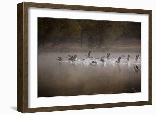 Canada Geese, Branta Canadensis, Taking Off in Unison from Pen Ponds in Richmond Park in Autumn-Alex Saberi-Framed Photographic Print