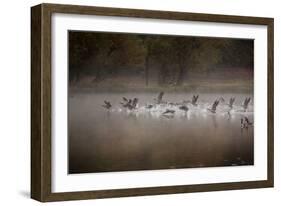 Canada Geese, Branta Canadensis, Taking Off in Unison from Pen Ponds in Richmond Park in Autumn-Alex Saberi-Framed Photographic Print
