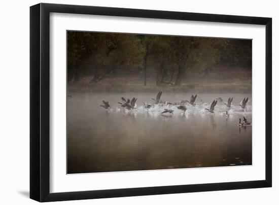 Canada Geese, Branta Canadensis, Taking Off in Unison from Pen Ponds in Richmond Park in Autumn-Alex Saberi-Framed Photographic Print