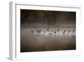 Canada Geese, Branta Canadensis, Taking Off in Unison from Pen Ponds in Richmond Park in Autumn-Alex Saberi-Framed Photographic Print