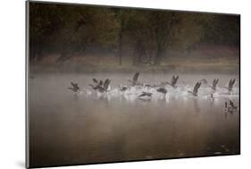 Canada Geese, Branta Canadensis, Taking Off in Unison from Pen Ponds in Richmond Park in Autumn-Alex Saberi-Mounted Photographic Print