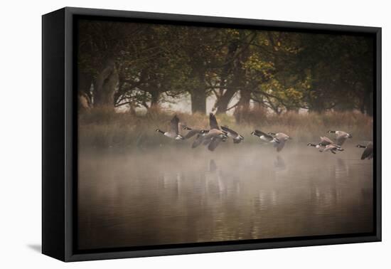 Canada Geese, Branta Canadensis, Taking Off in Unison from Pen Ponds in Richmond Park in Autumn-Alex Saberi-Framed Stretched Canvas