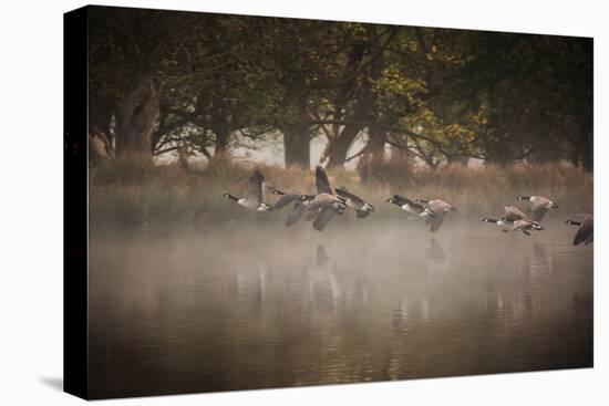 Canada Geese, Branta Canadensis, Taking Off in Unison from Pen Ponds in Richmond Park in Autumn-Alex Saberi-Stretched Canvas