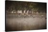 Canada Geese, Branta Canadensis, Taking Off in Unison from Pen Ponds in Richmond Park in Autumn-Alex Saberi-Stretched Canvas