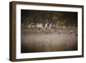 Canada Geese, Branta Canadensis, Taking Off in Unison from Pen Ponds in Richmond Park in Autumn-Alex Saberi-Framed Photographic Print