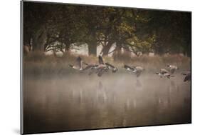 Canada Geese, Branta Canadensis, Taking Off in Unison from Pen Ponds in Richmond Park in Autumn-Alex Saberi-Mounted Photographic Print