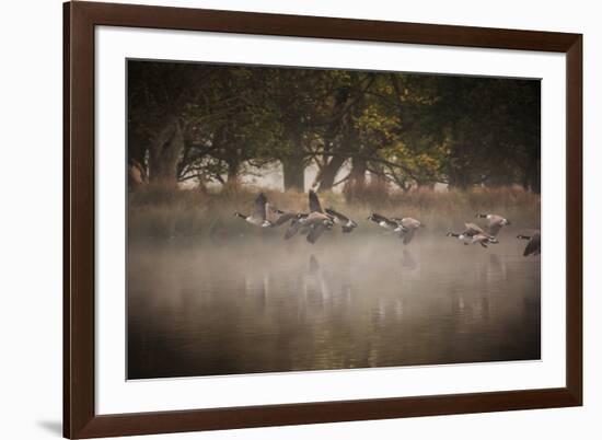 Canada Geese, Branta Canadensis, Taking Off in Unison from Pen Ponds in Richmond Park in Autumn-Alex Saberi-Framed Photographic Print