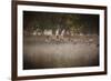 Canada Geese, Branta Canadensis, Taking Off in Unison from Pen Ponds in Richmond Park in Autumn-Alex Saberi-Framed Photographic Print