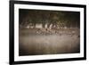 Canada Geese, Branta Canadensis, Taking Off in Unison from Pen Ponds in Richmond Park in Autumn-Alex Saberi-Framed Photographic Print