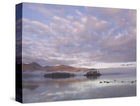 Canada Geese, Derwent Water, Lake District National Park, Cumbria, England, United Kingdom-Neale Clarke-Stretched Canvas