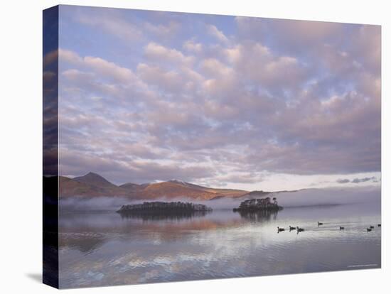 Canada Geese, Derwent Water, Lake District National Park, Cumbria, England, United Kingdom-Neale Clarke-Stretched Canvas